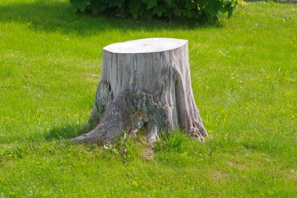 istock The stump painted with white paint 1183736815