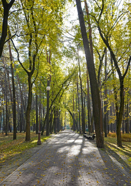 istock A path in the park, autumn, no people. Minsk Belarus 1183737643