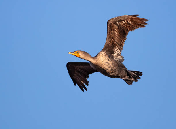 Double-crested cormorant flying in clear blues sky