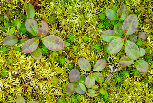 Closeup of Partridgeberry and Moss on the Forest Floor