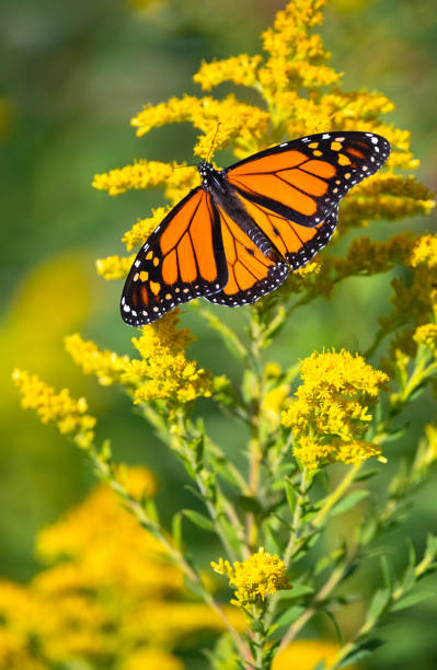 monarch butterfly on goldenrod - plum imagens e fotografias de stock