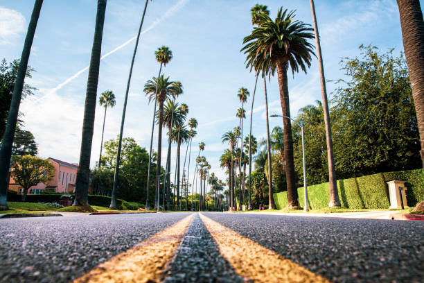 81,702 Palm Trees Road Stock Photos, Pictures & Royalty-Free Images -  iStock | California, Beach