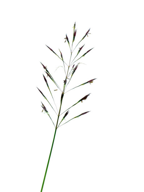istock Close up of gold beard grass on white background 1183738994