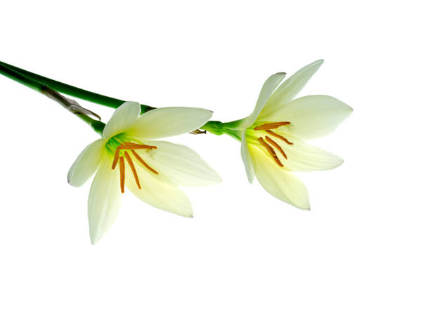 istock Beautiful soft yellow rain lily flower 1183738995