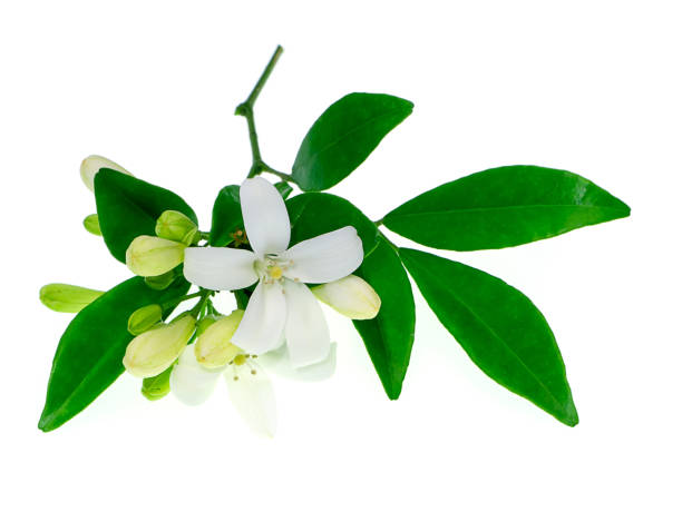 istock White Orange Jasmine or China Box flower 1183739636