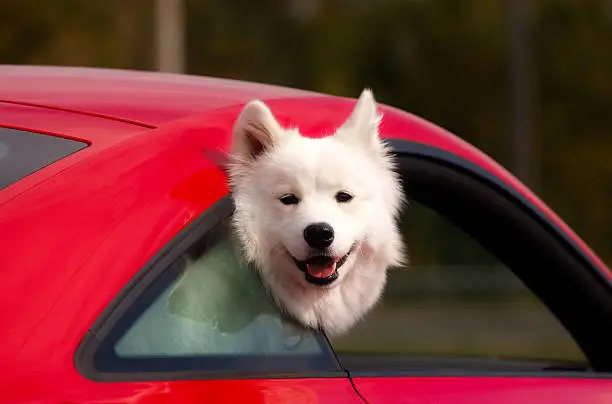 Photo of White Samoyede dog