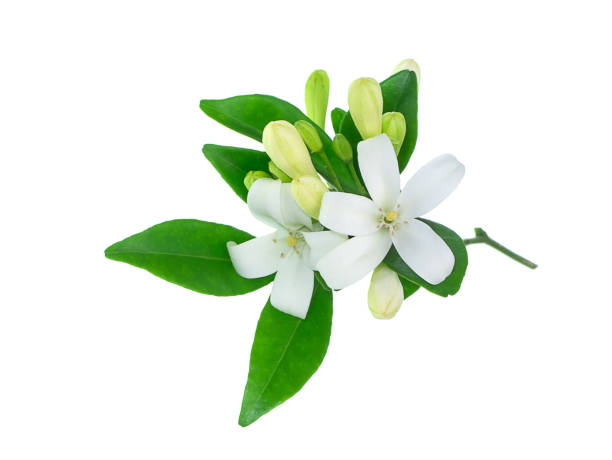 istock White Orange Jasmine or China Box flower 1183739660