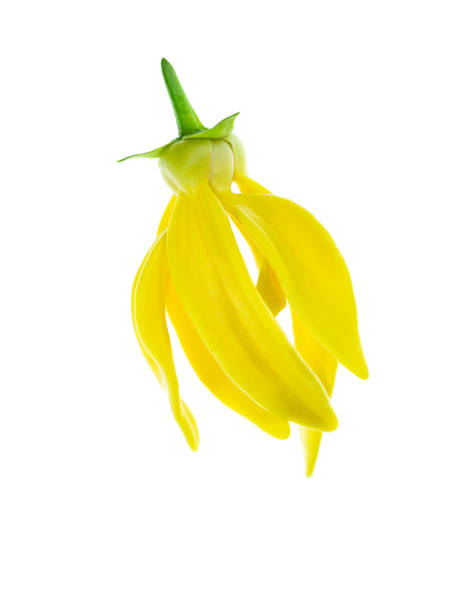 istock fragrant flowers of climbing ylang-ylang 1183739663