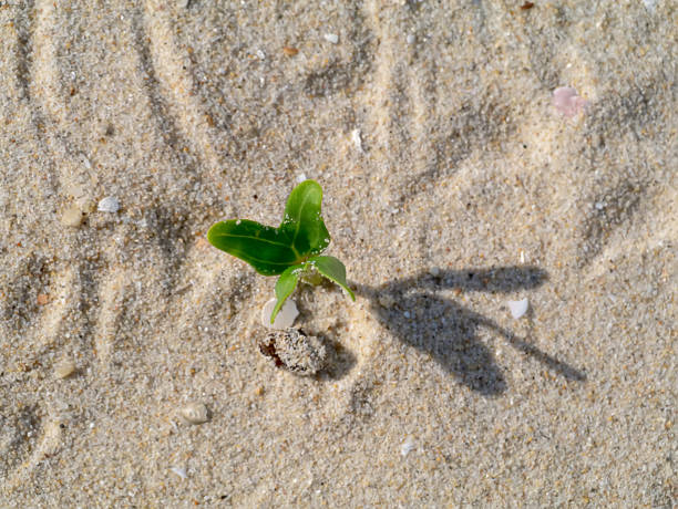 istock Small trees are growing on the desert 1183739679