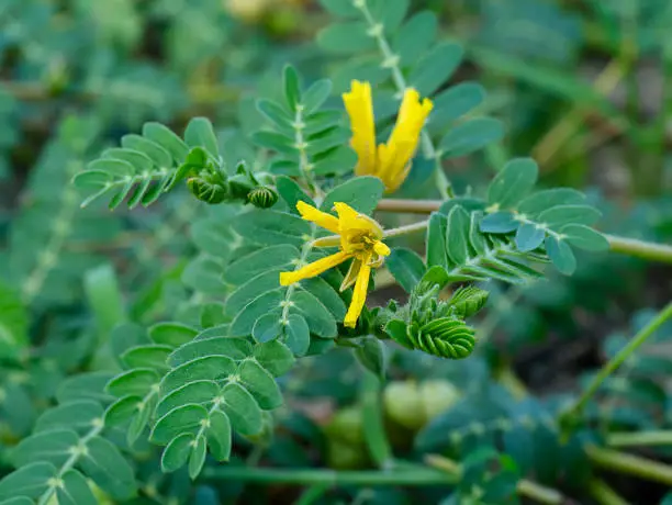 Photo of Close up flower of Tribulus terrestris plant.