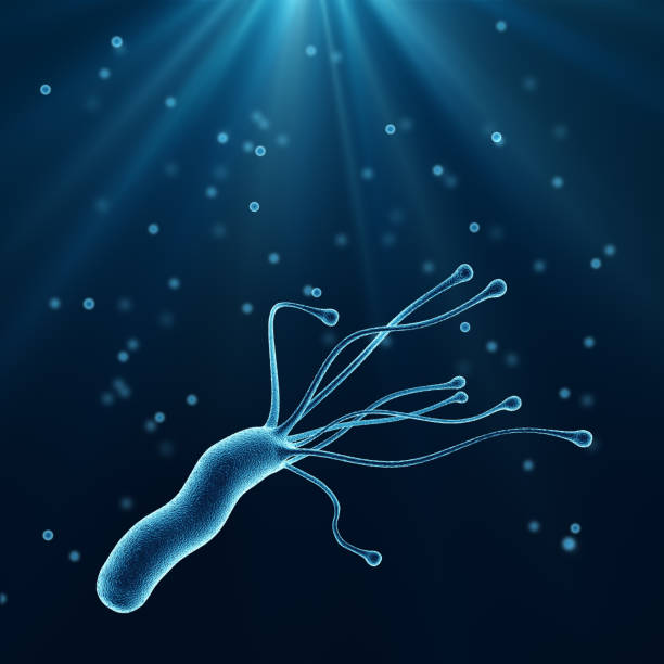 bacteria helicobacter pylori, microorganismo patógeno de ilustración médica en el estómago humano - pylori fotografías e imágenes de stock