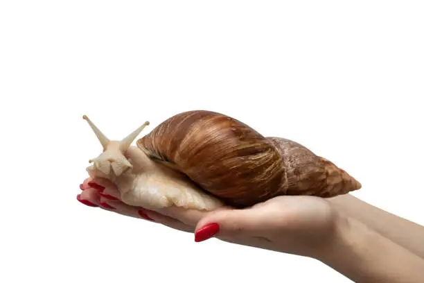 Achatina snail closeup. Giant African snail Achatina in hand isolated on white background. Tropical snail Achatina fulica with shell. Macro, side view.