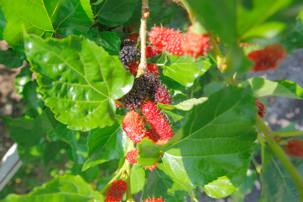 istock mulberry fruit on tree in organic farm 1183741538