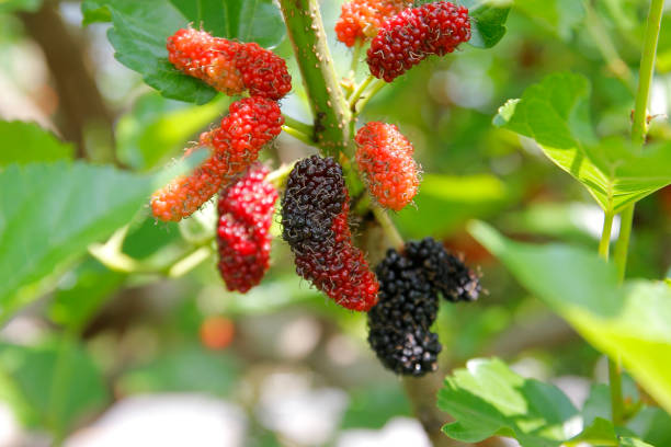 istock mulberry fruit on tree in organic farm 1183742320