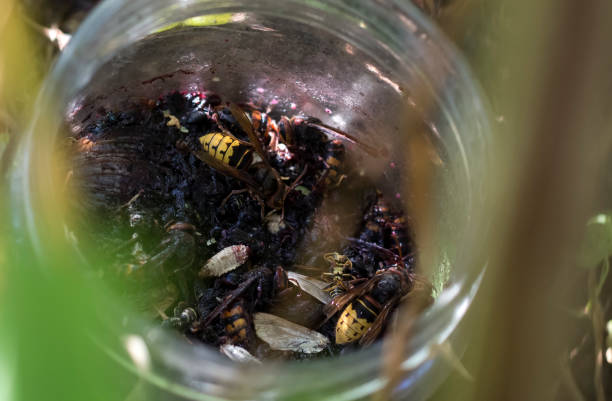 istock two huge hornets were trapped by wasps 1183742482