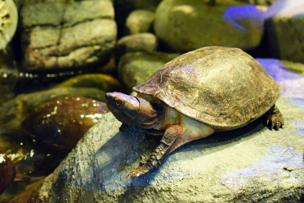istock Big turtle on a rock. Exotic animal. 1183742831