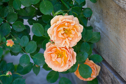 Two orange roses on a bush closeup