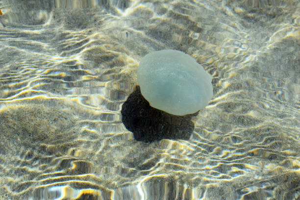 istock Jellyfish swims in clear clear water. 1183743566