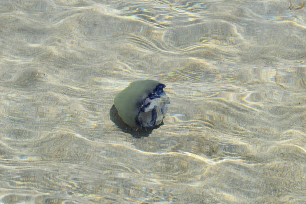 Jellyfish swims in clear clear water.