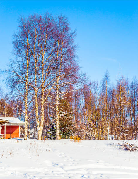 istock Snowy morning in the Arctic Circle 1183744457