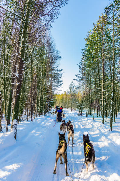 istock Great ride on sled dogs 1183744719