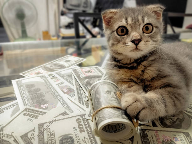 concepto de negocio de éxito. gato disfrutando de una pila de billetes de dinero de dólar. estilo de vida millonario sobre rico . - money cat fotografías e imágenes de stock