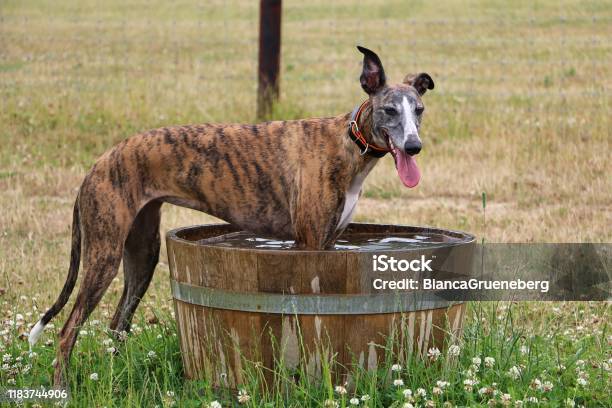 Funny Galgo Is Standing In A Wooden Barrel Full Of Water In The Garden Stock Photo - Download Image Now