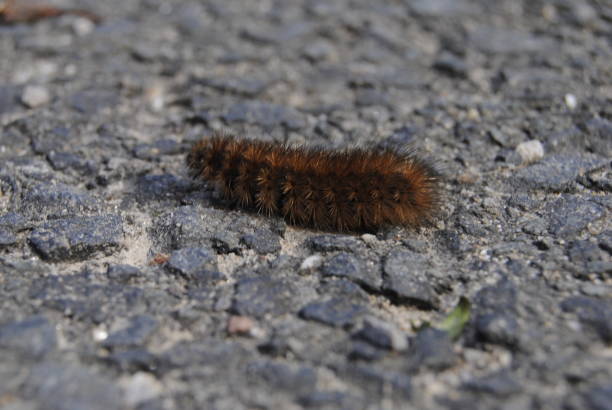 istock Caterpillar on street. 1183745083
