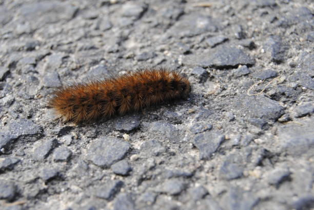 istock Caterpillar on street. 1183745092