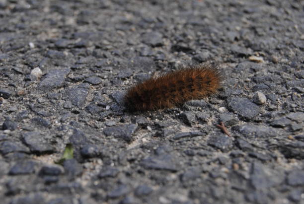 istock Caterpillar on street. 1183745094