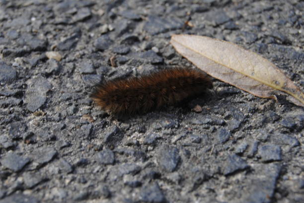 istock Caterpillar on street. 1183745097