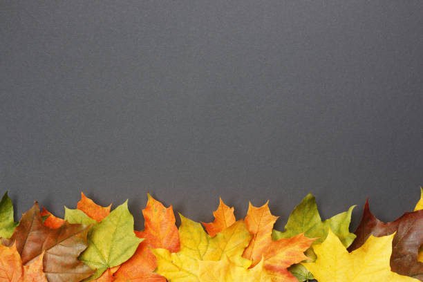 istock Colorful autumn maple leaves on black 1183746223