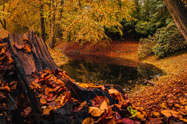 Colourful foliage in the Ahrensburg Castle Park