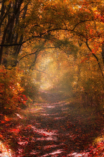 istock landscape of bright Sunny autumn forest 1183747439