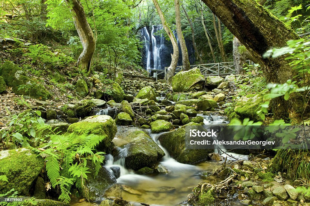 Versteckte Regenwald-Wasserfall - Lizenzfrei Bach Stock-Foto