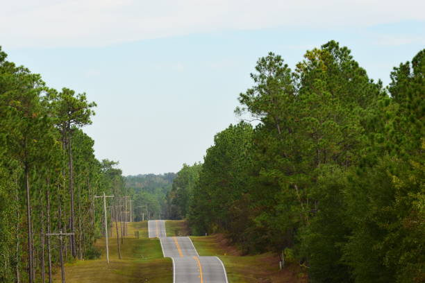 istock Two-lane road through hilly terrain in pine forest 1183749221