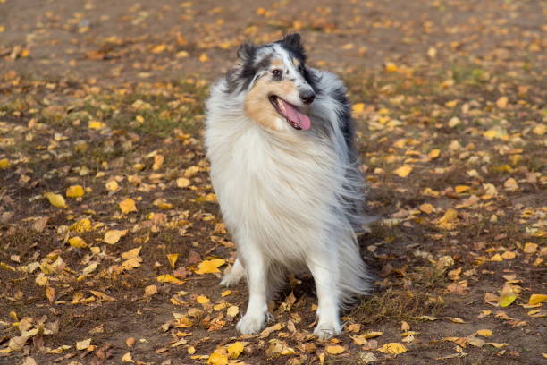 Cute shetland collie is standing on yellow leaves in the autumn park. Pet animals. Cute shetland collie is standing on yellow leaves in the autumn park. Pet animals. Purebred dog. sheltie blue merle stock pictures, royalty-free photos & images