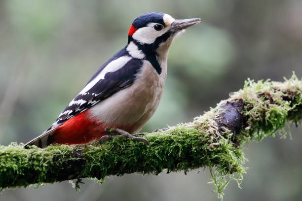 istock Great Spotted Woodpecker (Dendrocopos major) Male 1183749580