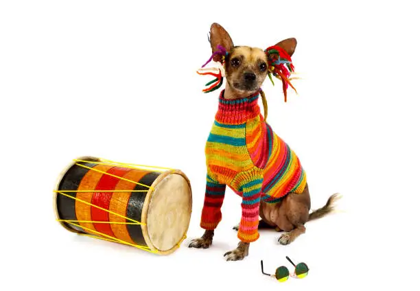 Xoloitzcuintli dog in clothes of a Rastafarian sitting next to the drum isolated on white background