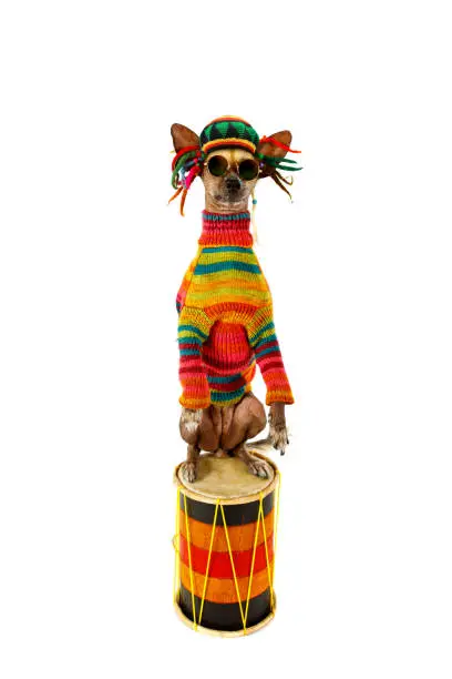 Xoloitzcuintli dog in clothes of a Rastafarian standing up on its hind legs on the drum isolated on white background