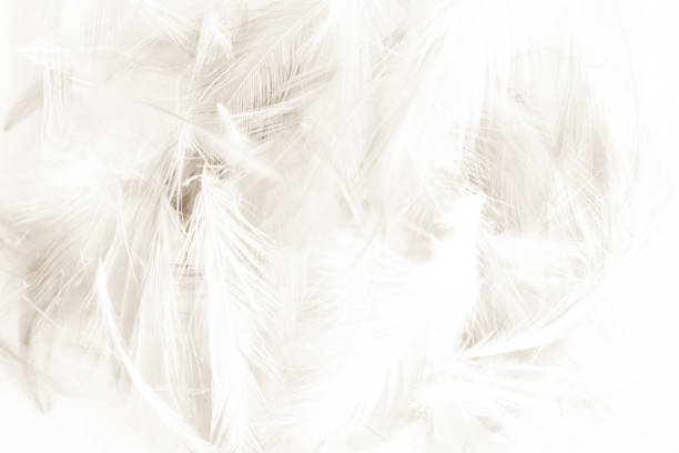 istock Beautiful abstract black and white feathers on white background and colorful soft gray 1183751718