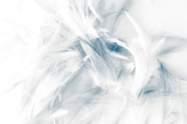 Beautiful abstract black and white feathers on white background and colorful soft gray