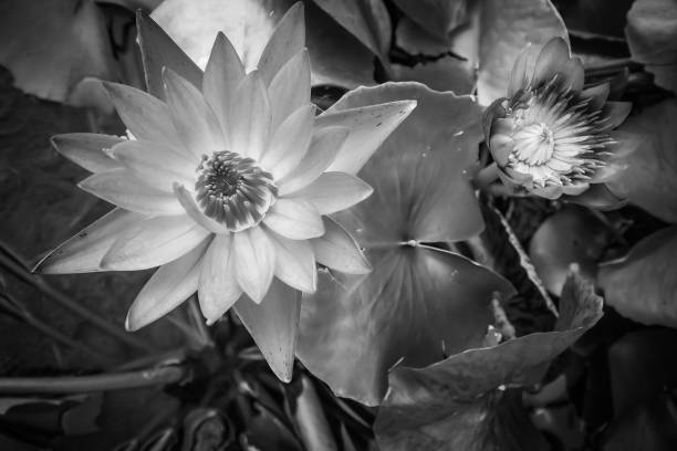 istock Beautiful waterlily in natural light, Backgrounds 1183753105