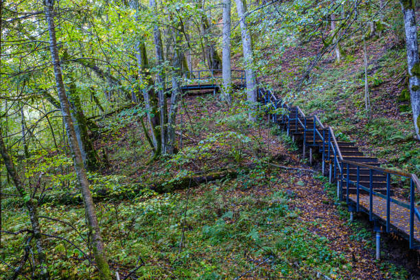 istock wet wooden footpath in green forest 1183754896