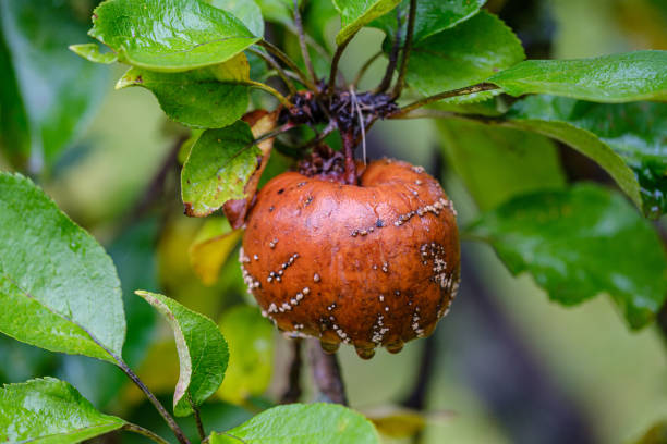 istock rotten apples in autumn garden 1183754967