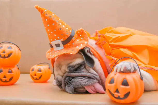 Photo of Cute pug dog with costume of happy halloween day sleep rest on sofa with plastic pumpkin Jack O'Lantern