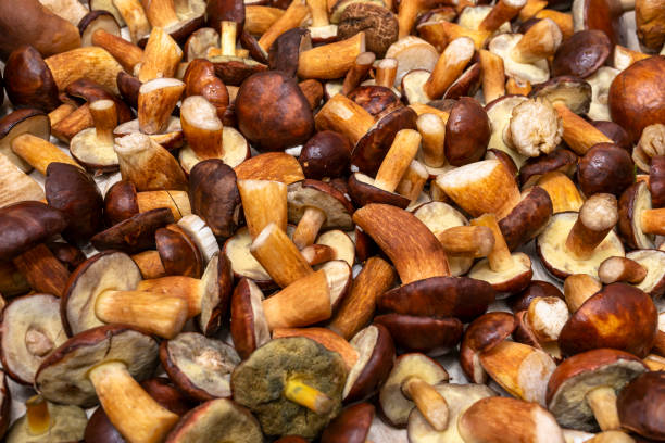 istock Background made from freshly picked edible mushrooms, different types and sizes. 1183758052