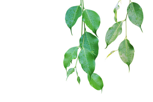 istock Ficus Green Leaves with Rain Water Drops Isolated on White Background 1183759624