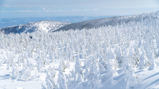 views of the frozen forest with snow monsters - prefeitura de yamagata imagens e fotografias de stock