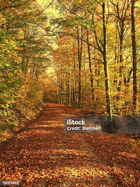 베스키드 산의 가을 숲 0명에 대한 스톡 사진 및 기타 이미지 - 0명, 10월, 11월